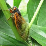 Brood X Cicada